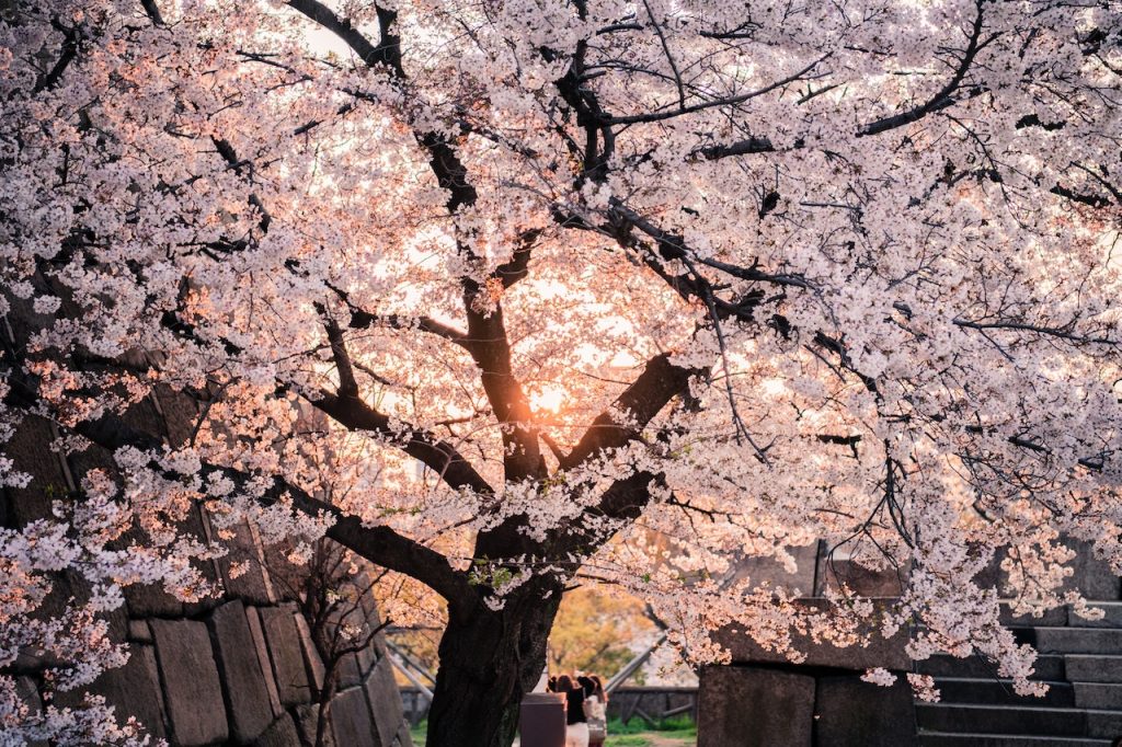Top 7 Spring Season Countries